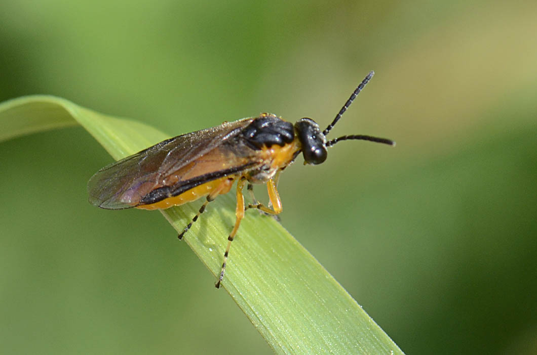 Athalia rosae? (Tenthredinidae) - monte Summano (VI)